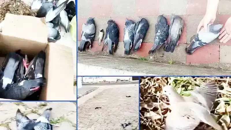 Aves muertas y sospechas de una posible intoxicación
