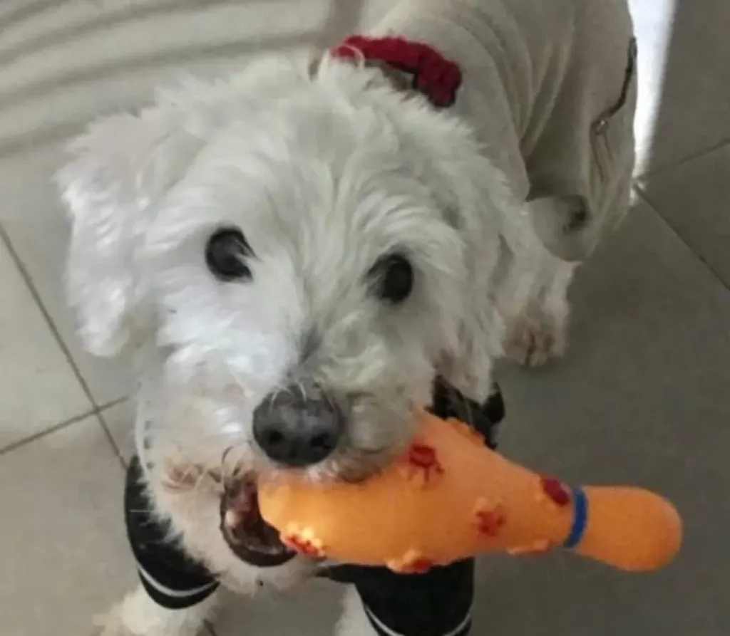 Buscan a Lucas, un perro perdido en la zona del barrio San Vicente