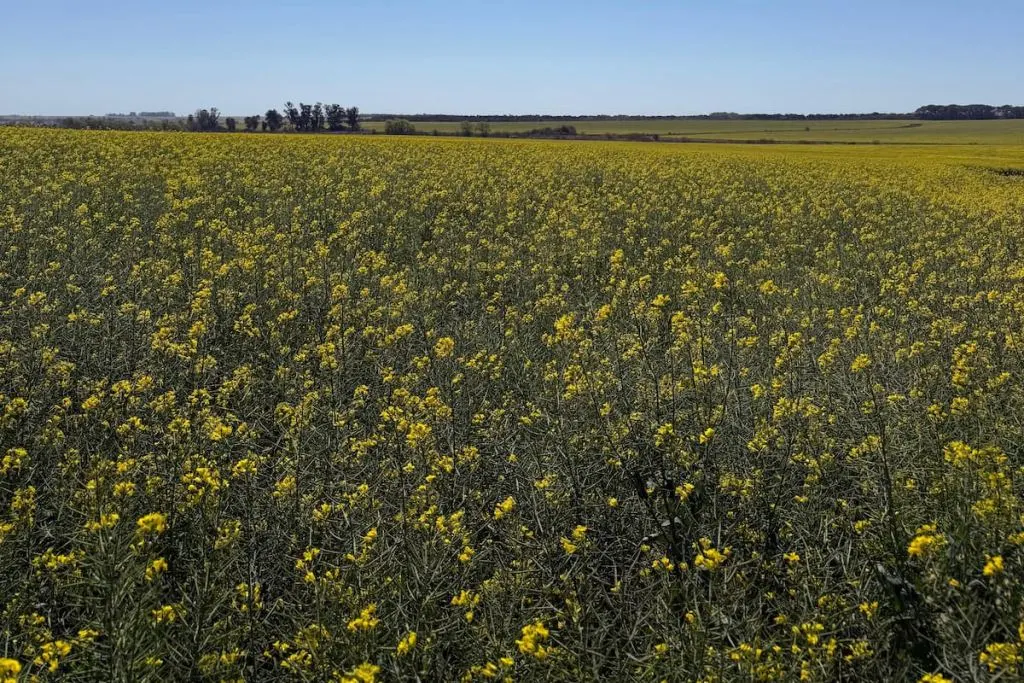 Canola: el cultivo que gana lugar por su vínculo con los biocombustibles