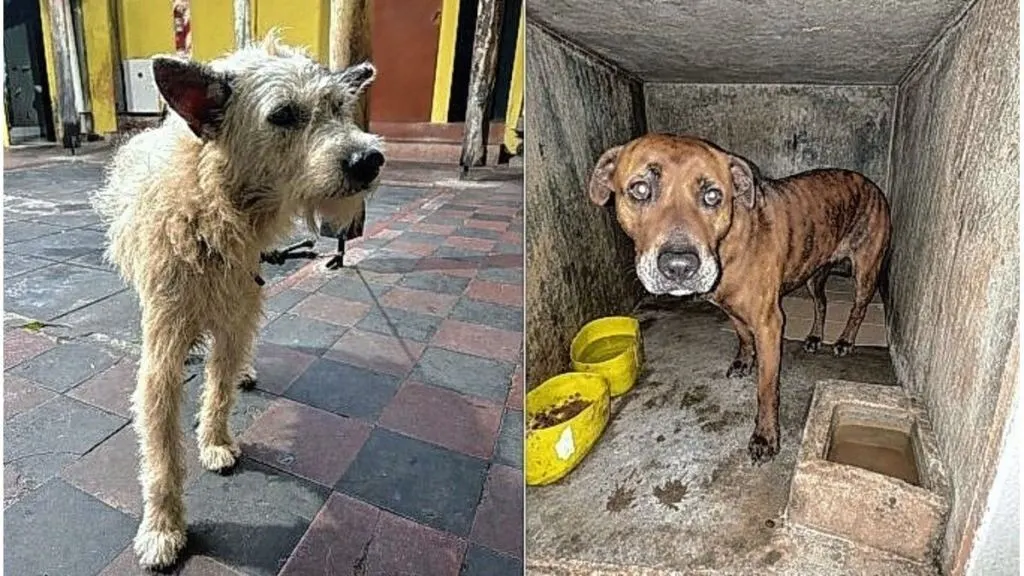 Caseros: investigan a un hombre por dispararle a un perro y atropellarlo con una camioneta
