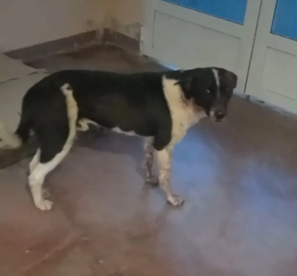 Caseros: mejora el estado del perro herido con un arma calibre 22 y luego atropellado