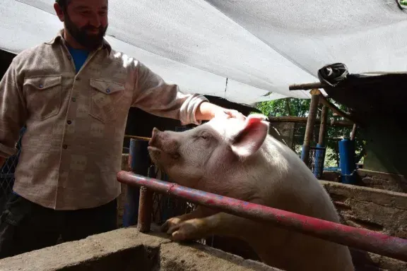 Casi el 70% de la producción entrerriana de carne porcina se faena fuera de la provincia