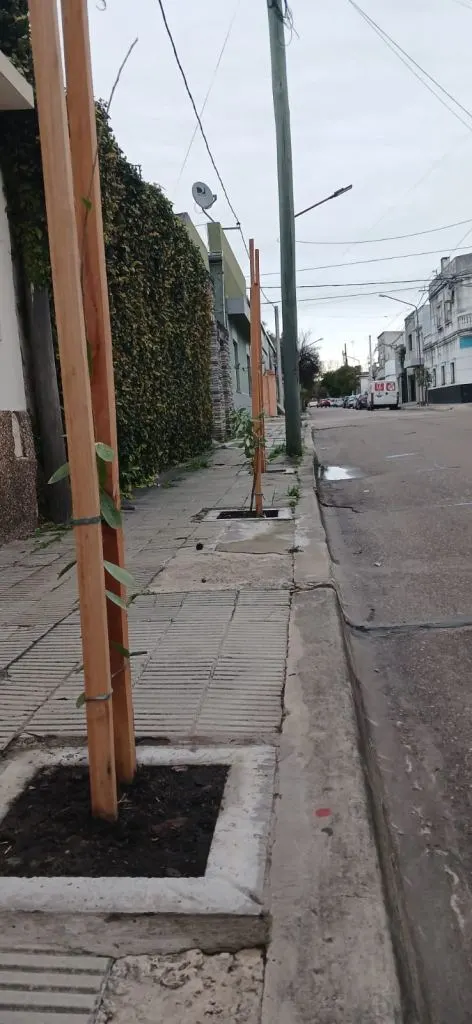 Comienzan a plantar 100 nuevos árboles