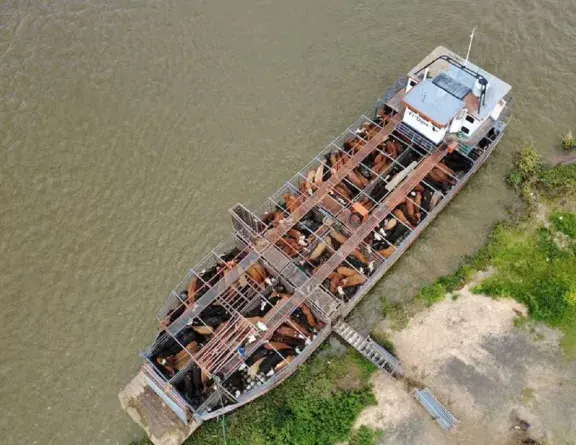 Cómo es el dramático operativo de los productores entrerrianos para salvar el ganado en las islas