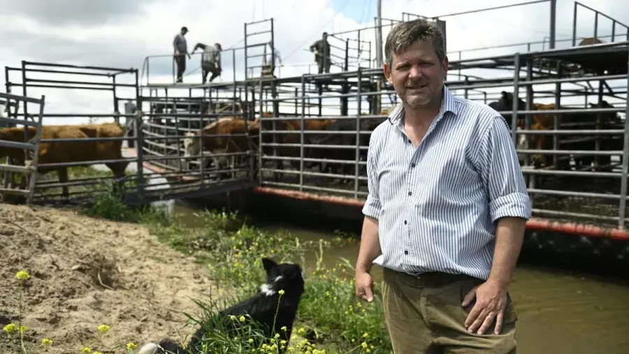 Cómo es el dramático operativo de los productores entrerrianos para salvar el ganado en las islas