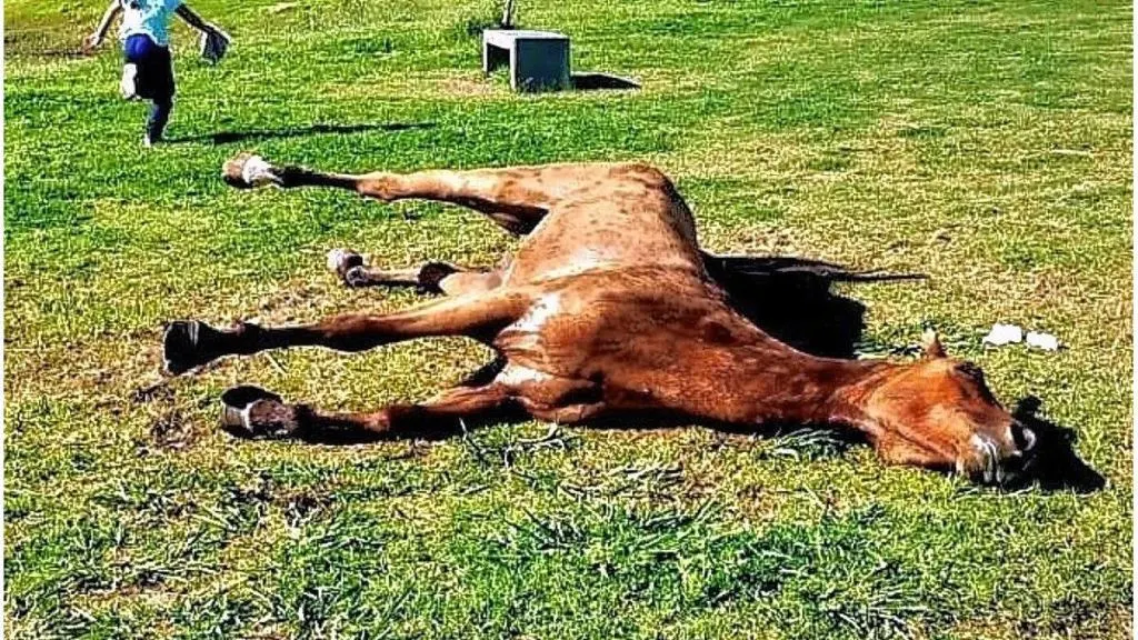 Concepción del Uruguay: le practicaron la eutanasia a caballo desvanecido en un parque