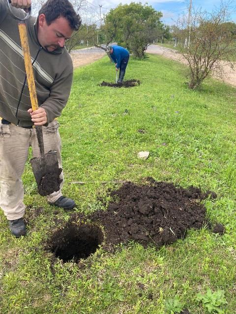 Concepción del Uruguay sumará nuevos árboles en calles y avenidas de la ciudad