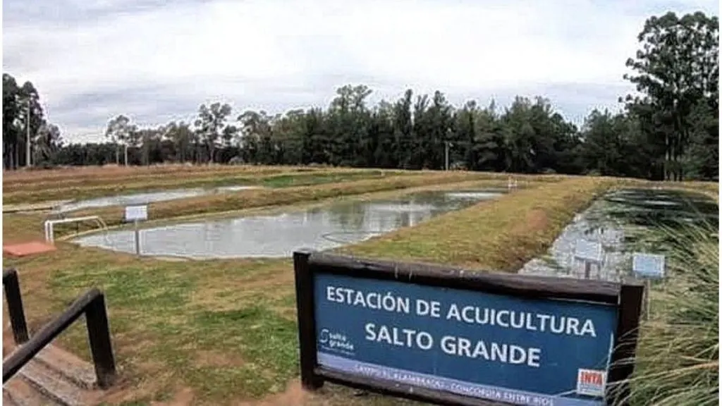 Concordia busca desarrollar la cría de peces en estanques