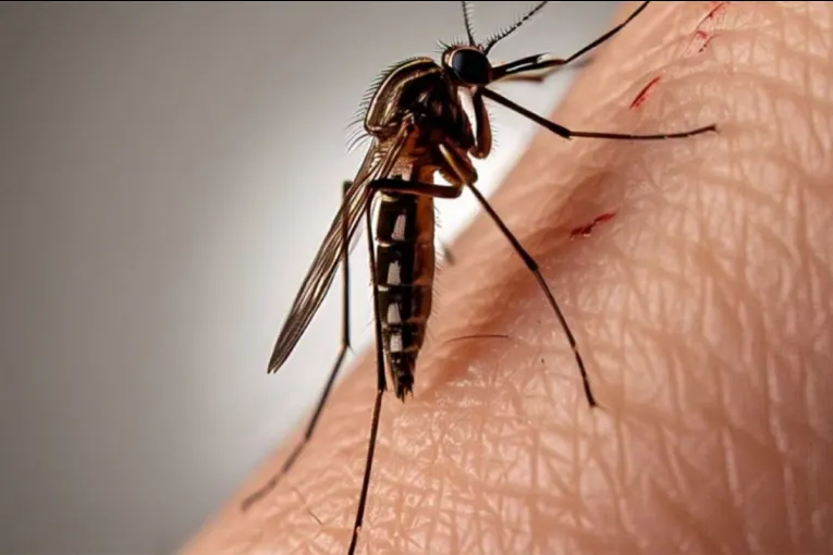 Confirmaron nuevos casos de dengue en Argentina