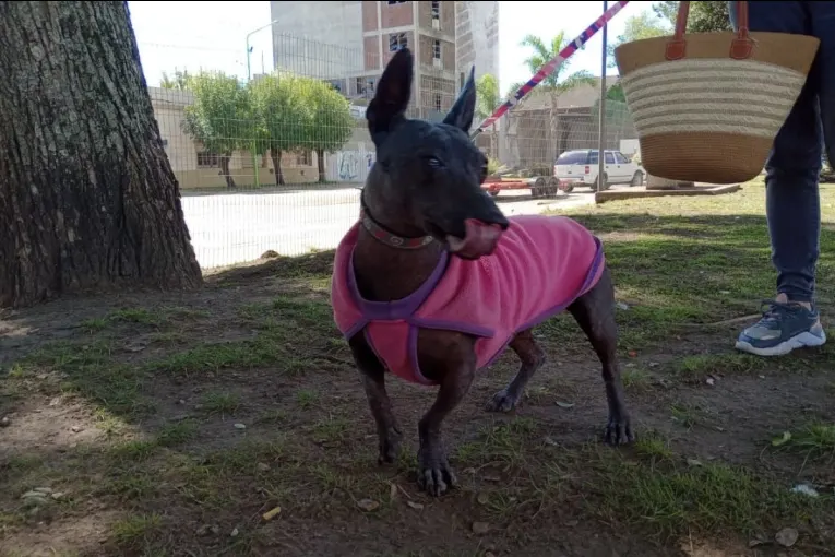 Conocé el cronograma de castraciones gratuitas del 26 al 30 de octubre