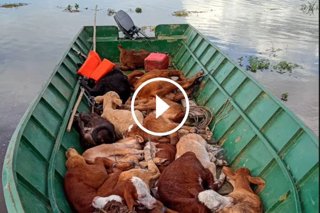 Corrientes acelera el arreo de 11.000 vacas por la crecida del Paraná