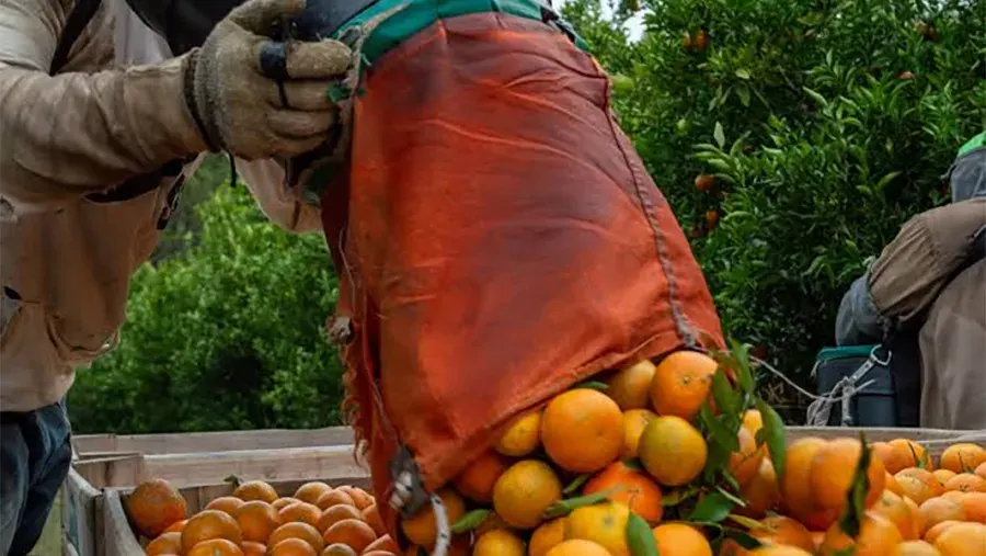 Cosechar naranjas, cobrar cocaína