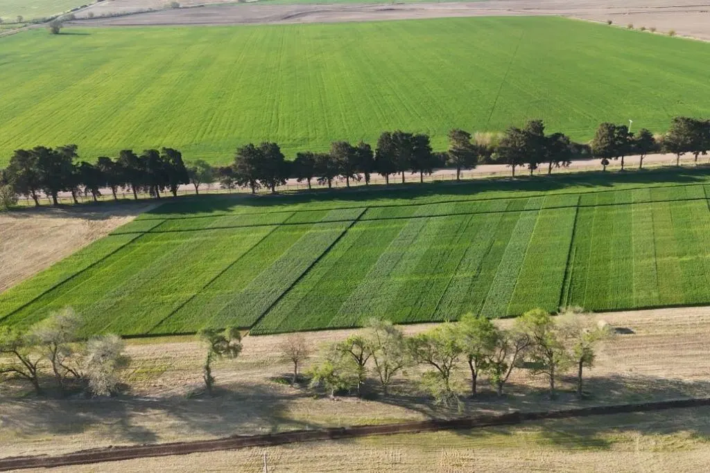 Crece la expectativa por la 1ª “Fiesta Provincial del Trigo” en Valle María