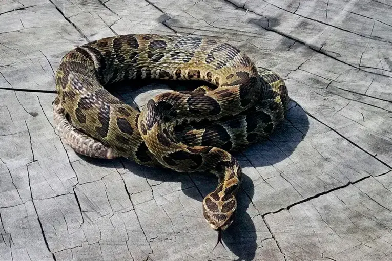 Creciente del río Paraná: alertan por serpientes y otros animales que llegan entre los camalotes