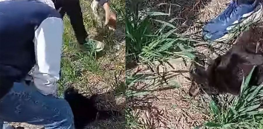 Crueldad en General Ramírez: adolescentes mataron a un gato y lo subieron a las redes