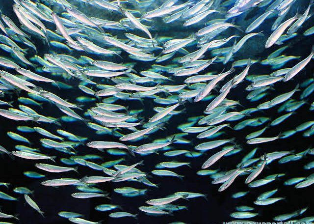 Curiosidades – El desove que tiñe de blanco el mar
