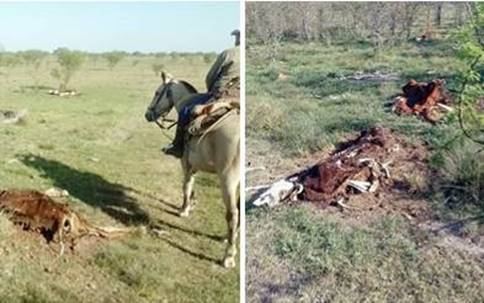 Curuzú cuatiá: Denunció la “faltante” de 140 vacas y en la primera inspección la policía rural ya encontró más de 70 vacas muertas