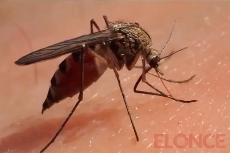 Dengue en Concepción del Uruguay: descartaron dos casos sospechosos y esperan el resultado de un tercero
