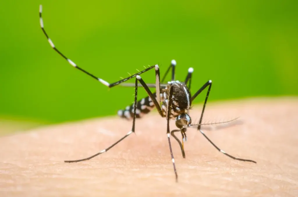 Dengue en Concepción del Uruguay: dos casos sospechosos fueron descartados y queda uno en estudio