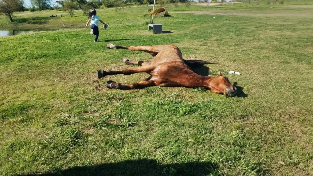 Denuncian que un caballo estaría agonizando en el Parque de la ciudad y reclaman una pronta intervención