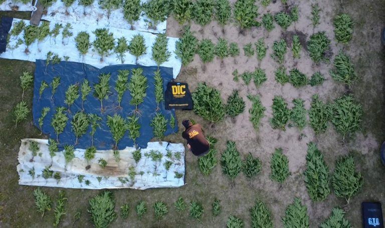 Desarticularon un kiosco narco donde había una plantación de cannabis sativa en el sur de Corrientes