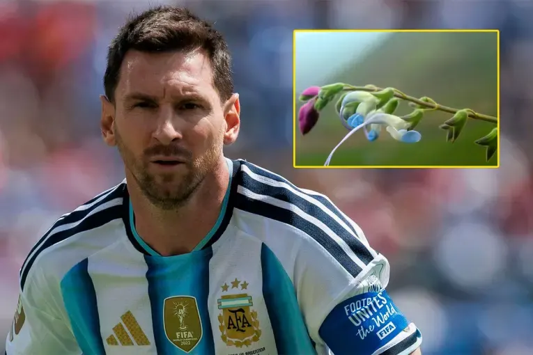 Descubrieron una flor celeste y blanca en la Cordillera de los Andes y la bautizaron en honor a Lionel Messi