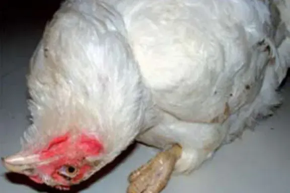 Detectan en Brasil una peligrosa enfermedad de la avicultura y aplican medidas en 133 granjas