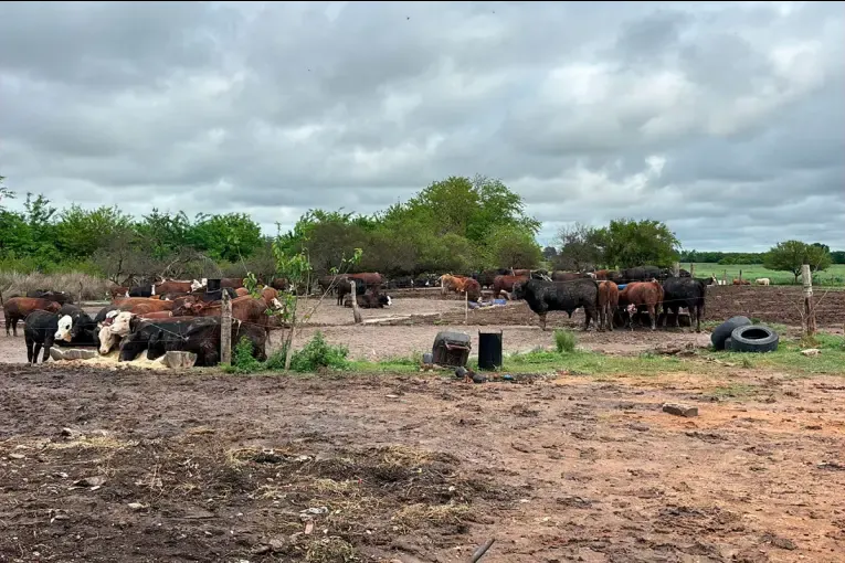 Detectaron faena clandestina, decomisaron 270 kilos de carne y hallaron ganado sin declarar en departamento Paraná