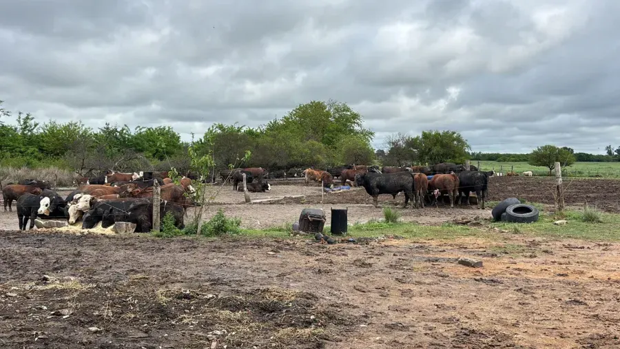 Detectaron irregularidades en un predio rural y secuestraron 270 kilos de carne sin controles sanitarios