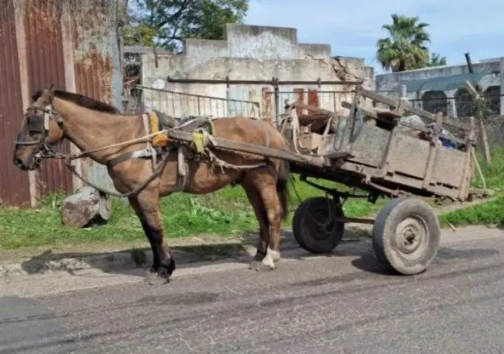 Devolvieron un caballo que habría sido utilizado en un robo y cuestionan su situación sanitaria