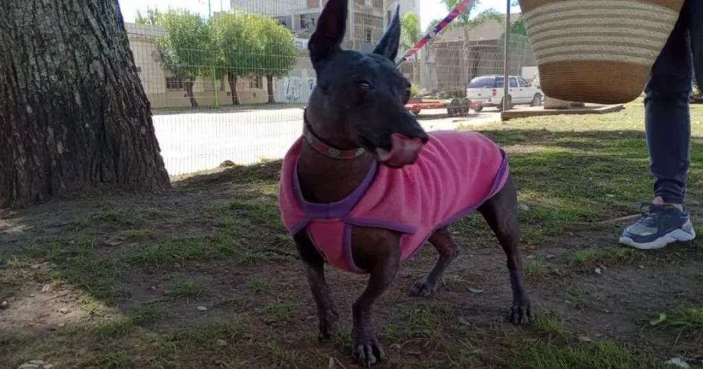 Dieron a conocer el cronograma de castraciones de la última semana de octubre