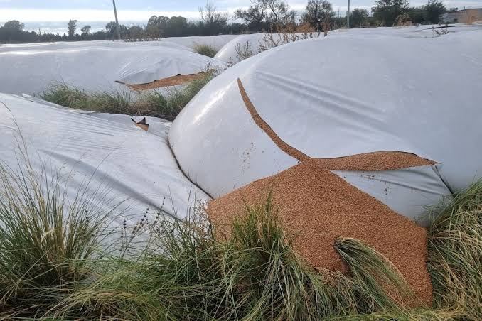Diputados dio media sanción al proyecto que penaliza el vandalismo rural