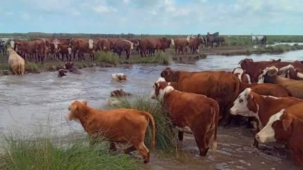 Dos muertos por trasladar ganado en medio de las inundaciones en corrientes: Crecen los ríos por el fenómeno de el niño