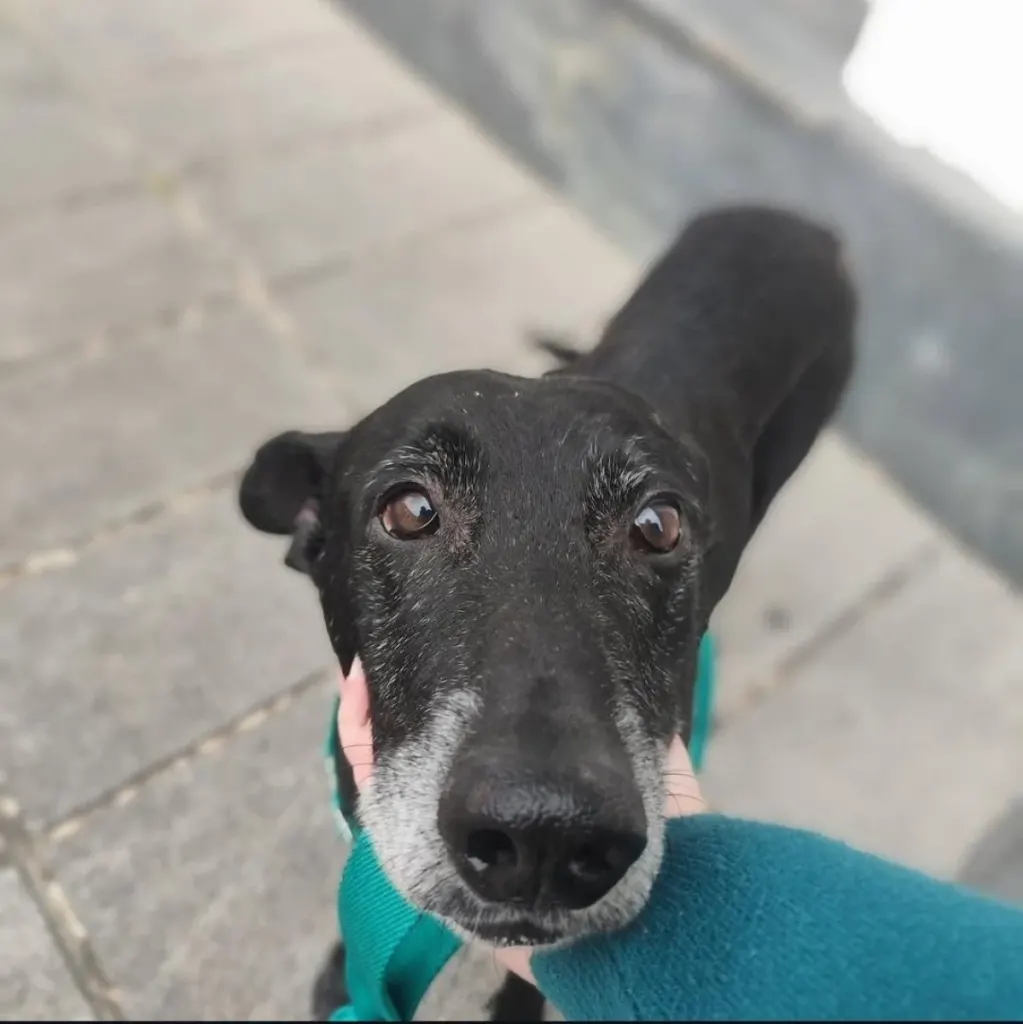 "Dulce Animal": el grupo de rescate frenó sus admisiones por una millonaria deuda veterinaria