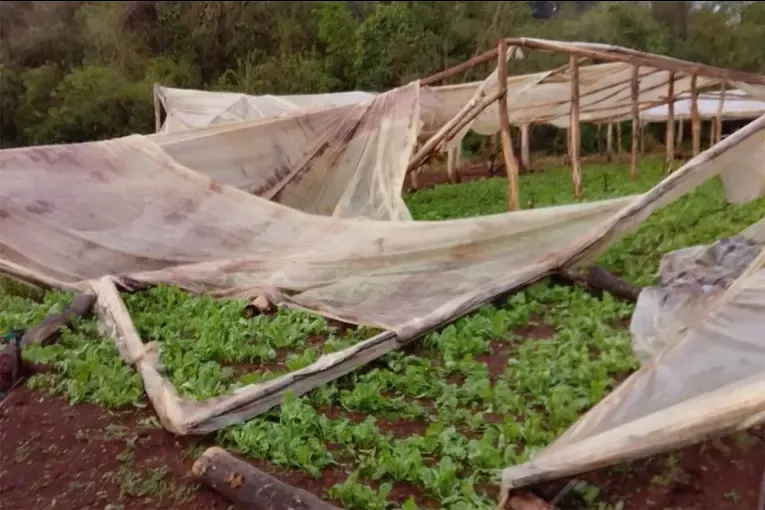 Efectos de El Niño: los temporales destruyeron invernaderos y ya faltan verduras de hoja en Misiones