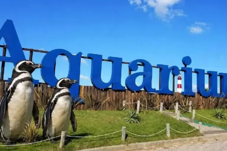 El Aquarium de Mar del Plata vendió sus últimos cuatro pingüinos por US$ 40.000 y entregará el predio
