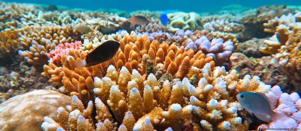 El cambio climático amenaza al 44 % de los arrecifes de coral