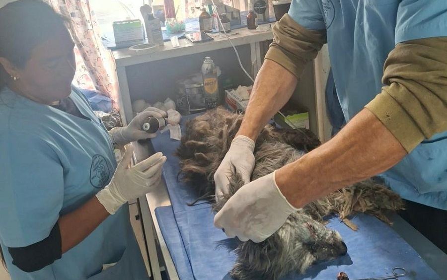 El Castramóvil continuará en el CIC una semana más