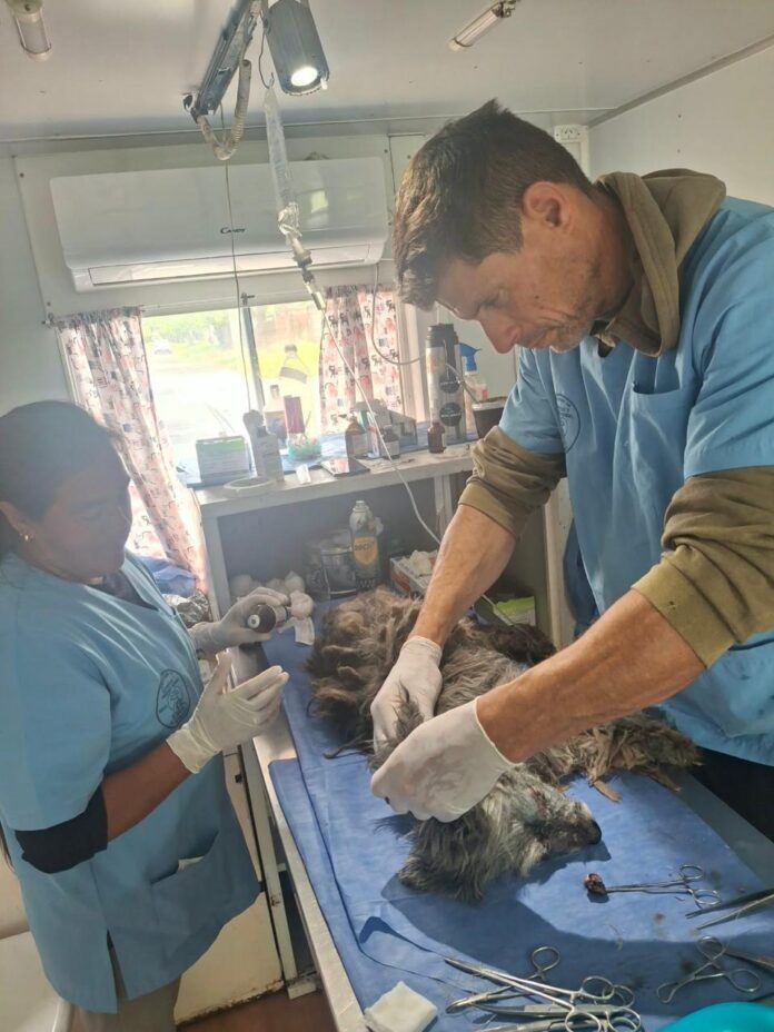 El Castramóvil permanecerá una semana más en el CIC