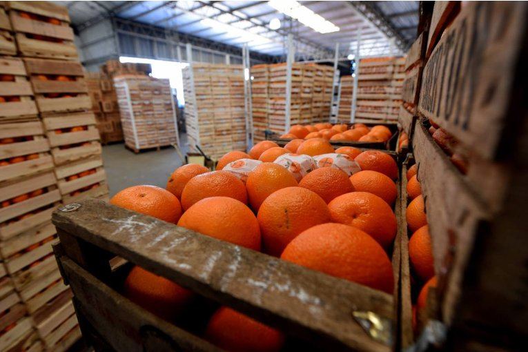 El citrus sigue en rojo con una caída del 38% en el valor de las exportaciones