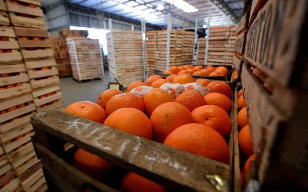 El citrus sigue en rojo con una caída del 38% en el valor de las exportaciones