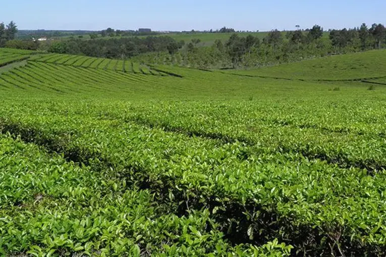 El frío y las lluvias retrasaron la cosecha de té en Misiones y prevén menor producción