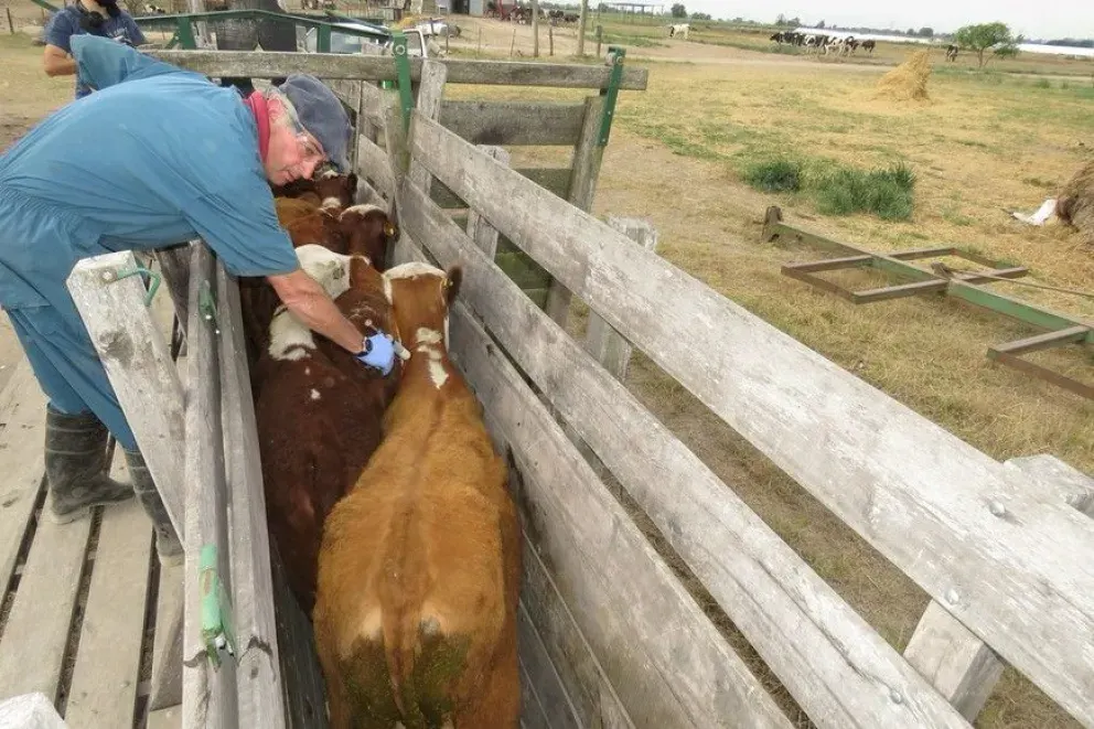 El Gobierno implementó el polémico procedimiento para la libre elección de veterinarios acreditados para vacunación antiaftosa