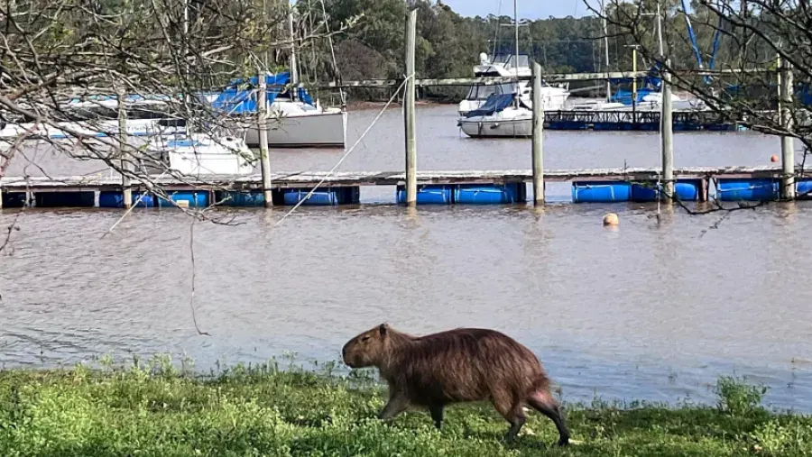 El lago de Salto Grande creció por encima de sus marcas habituales y cubrió las playas del Perilago