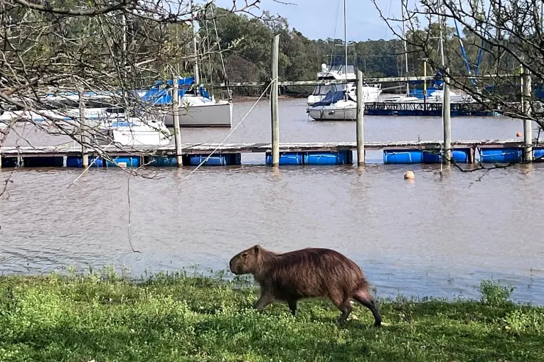 El lago de Salto Grande creció por encima de sus marcas habituales y cubrió las playas del perilago