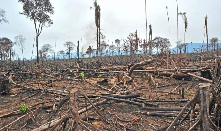 El mundo perdió más de siete millones de hectáreas de bosques en 2025