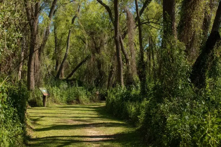 El Museo Antonio Serrano realizará un ciclo de charlas sobre flora nativa y ambientes entrerrianos