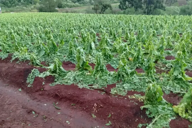 El Niño amenaza la producción de tabaco en Misiones