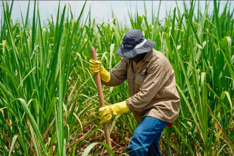 El Niño deja menos azúcar y mayores costos: el impacto que llega a los consumidores