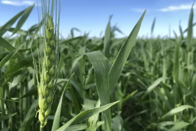 El Niño favorece la campaña del trigo, pero puede afectar otros cultivos